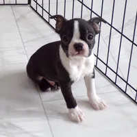 AKC Male 5, a male Boston Terrier for sale in Monroe, NH – Photo 8 of 10