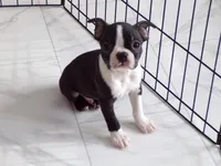 AKC Male 5, a male Boston Terrier for sale in Monroe, NH – Photo 8 of 10