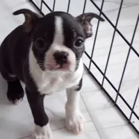 AKC Male 5, a male Boston Terrier for sale in Monroe, NH – Photo 6 of 10