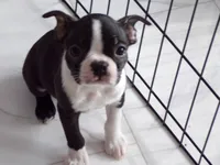 AKC Male 5, a male Boston Terrier for sale in Monroe, NH – Photo 6 of 10