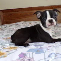 AKC Male 5, a male Boston Terrier for sale in Monroe, NH – Photo 4 of 10