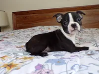 AKC Male 5, a male Boston Terrier for sale in Monroe, NH – Photo 4 of 10
