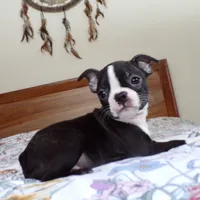 AKC Male 5, a male Boston Terrier for sale in Monroe, NH – Photo 1 of 10