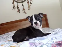 AKC Male 5, a male Boston Terrier for sale in Monroe, NH – Photo 1 of 10