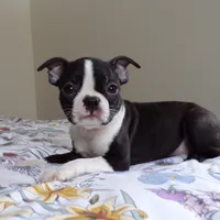 AKC Male 5, a male Boston Terrier for sale in Monroe, NH – Photo 5 of 10