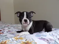 AKC Male 5, a male Boston Terrier for sale in Monroe, NH – Photo 5 of 10