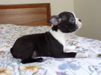 AKC Male 5, a male Boston Terrier for sale in Monroe, NH – Photo 3 of 10