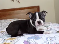 AKC Male 5, a male Boston Terrier for sale in Monroe, NH – Photo 2 of 10