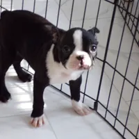 AKC Male 5, a male Boston Terrier for sale in Monroe, NH – Photo 7 of 10