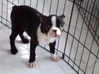 AKC Male 5, a male Boston Terrier for sale in Monroe, NH – Photo 7 of 10