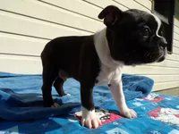 AKC Pup #1 Boy, a male Boston Terrier for sale in Monroe, NH – 8 of 8