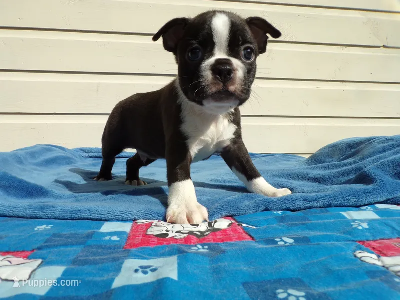AKC Pup #2 Boy – Boston Terrier puppy for sale in Monroe, NH