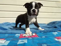AKC Pup #2 Boy, a male Boston Terrier for sale in Monroe, NH – 1 of 8