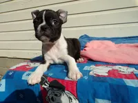 Little Girl, a female Boston Terrier for sale in Monroe, NH – 7 of 8