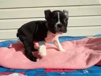 Little Girl, a female Boston Terrier for sale in Monroe, NH – 4 of 8