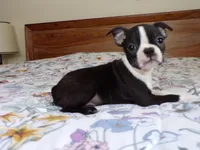 AKC Handsome Fella, a male Boston Terrier for sale in Monroe, NH – Photo 5 of 9