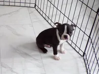 AKC Handsome Fella, a male Boston Terrier for sale in Monroe, NH – Photo 8 of 9