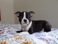AKC Handsome Fella, a male Boston Terrier for sale in Monroe, NH – Photo 6 of 9