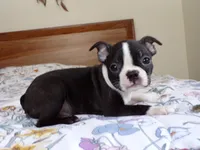 AKC Handsome Fella, a male Boston Terrier for sale in Monroe, NH – Photo 2 of 9