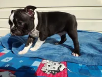 AKC Pup #1 Boy, a male Boston Terrier for sale in Monroe, NH – 6 of 8