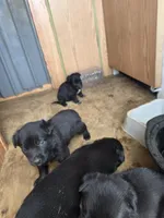 Puppies , a female German Shepherd Dog for sale in Norfolk, NY – 3 of 5