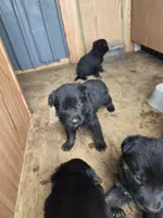 Puppies , a female German Shepherd Dog for sale in Norfolk, NY – 5 of 5