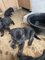 Puppies , a female German Shepherd Dog for sale in Norfolk, NY – 4 of 5