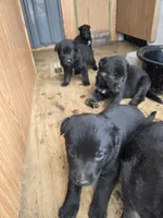 Puppies , a female German Shepherd Dog for sale in Norfolk, NY – 1 of 5