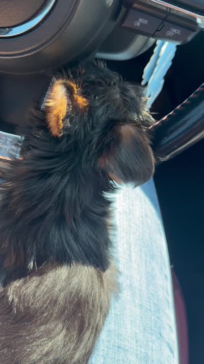 Simba, a male Yorkshire Terrier for sale in Seffner, FL – 9 of 10