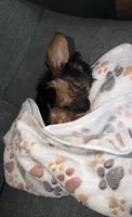 Simba, a male Yorkshire Terrier for sale in Seffner, FL – 3 of 10
