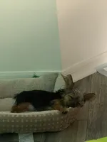 Simba, a male Yorkshire Terrier for sale in Seffner, FL – 5 of 10