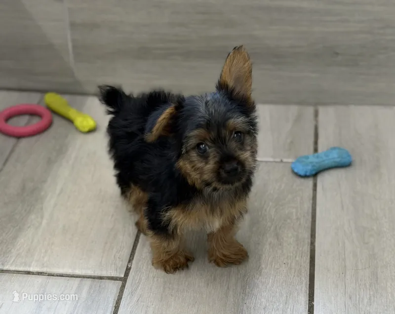 Simba – Yorkshire Terrier puppy for sale in Seffner, FL