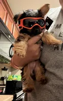 Simba, a male Yorkshire Terrier for sale in Seffner, FL – 2 of 10