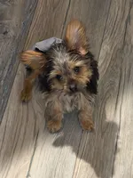 Simba, a male Yorkshire Terrier for sale in Seffner, FL – 4 of 10