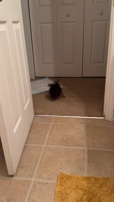 Simba, a male Yorkshire Terrier for sale in Seffner, FL – 10 of 10