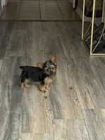 Simba, a male Yorkshire Terrier for sale in Seffner, FL – 6 of 10