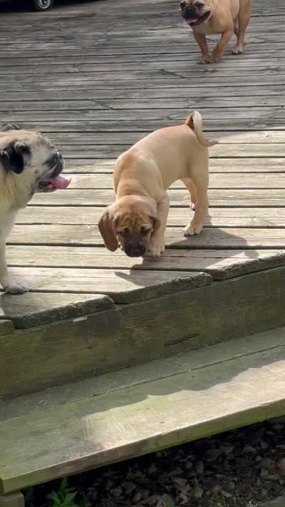 Max, a male Puggle for sale in Monona, WI – 9 of 9