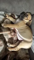 Max, a male Puggle for sale in Monona, WI – 7 of 9