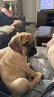 Max, a male Puggle for sale in Monona, WI – 5 of 9