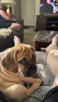 Max, a male Puggle for sale in Monona, WI – 4 of 9