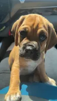 Max, a male Puggle for sale in Monona, WI – 6 of 9