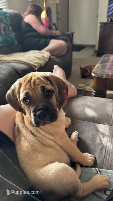 Max – Puggle puppy for sale in Monona, WI