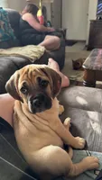 Max, a male Puggle for sale in Monona, WI – 1 of 9