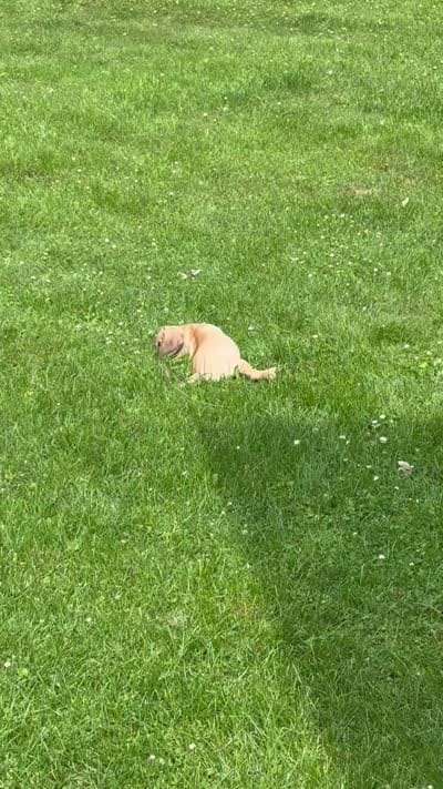 Max, a male Puggle for sale in Monona, WI – 8 of 9