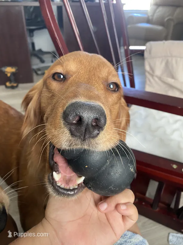 Merci – Golden Retriever puppy on hold in San Antonio, TX