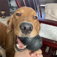 Merci, a female Golden Retriever for sale in San Antonio, TX – Photo 1 of 3