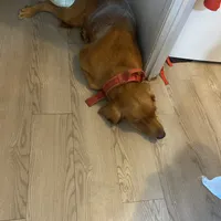 Merci, a female Golden Retriever for sale in San Antonio, TX – Photo 3 of 3