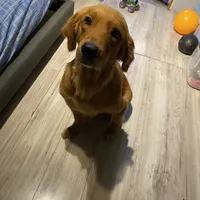 Merci, a female Golden Retriever for sale in San Antonio, TX – Photo 2 of 3