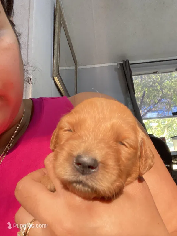 Sunset – Golden Retriever puppy for sale in San Antonio, TX