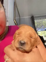 Sunset, a female Golden Retriever for sale in San Antonio, TX – 1 of 1